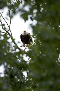Animal bald eagle bird photo