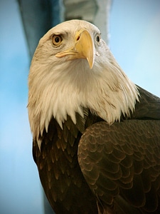 Bald Eagle bird eagle