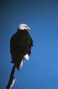 Back bald eagle bird