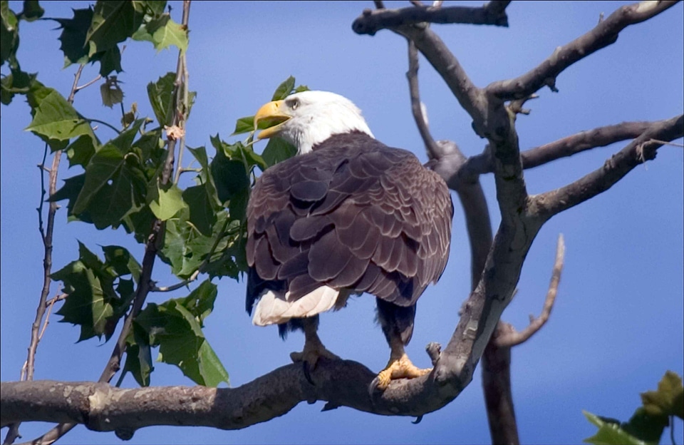 Back bald eagle bird