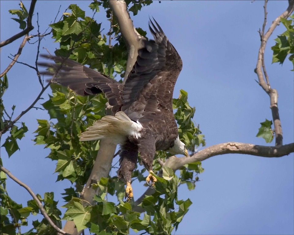 Bald Eagle bird eagle