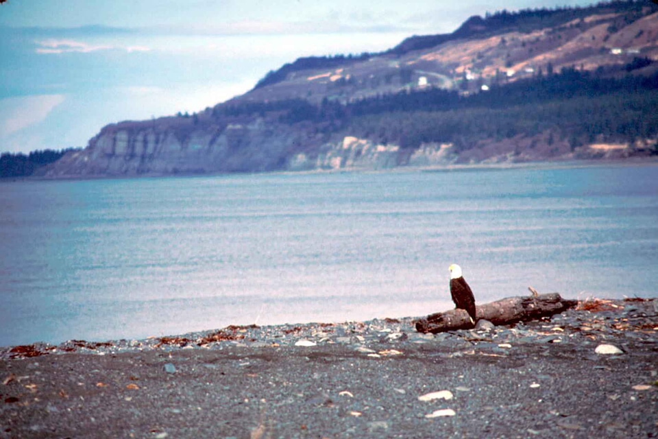 Bald Eagle bird eagle