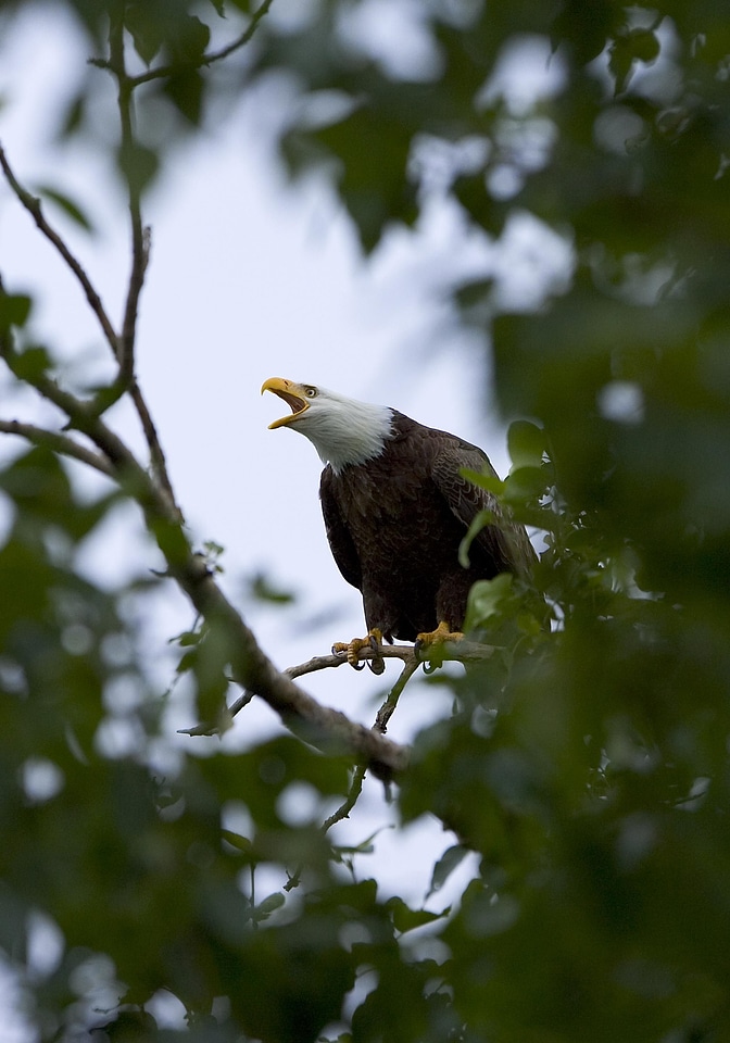 Bald Eagle bird eagle