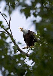 Bald Eagle bird eagle photo