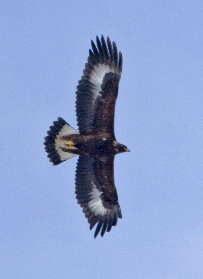 Combat eagle fighting