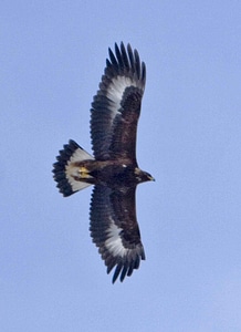 Combat eagle fighting