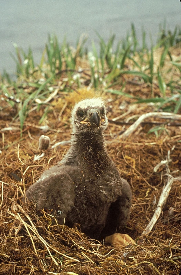 Bald Eagle chick eagle