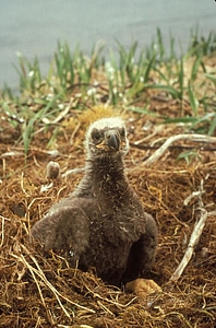 Bald Eagle chick eagle photo