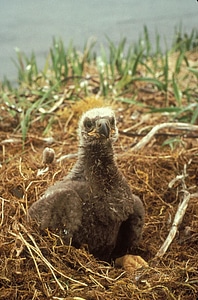 Bald Eagle chick eagle