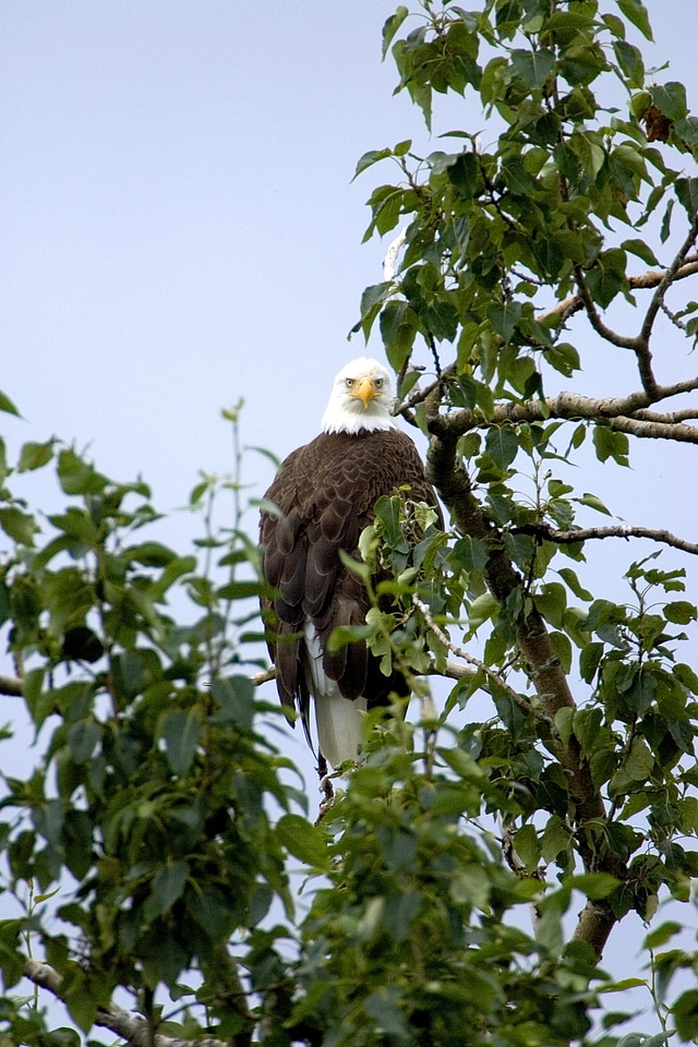 Bald Eagle bird eagle photo