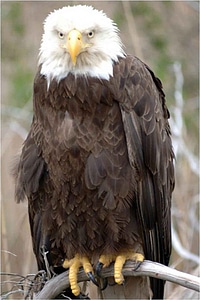 Adult bald eagle bird photo