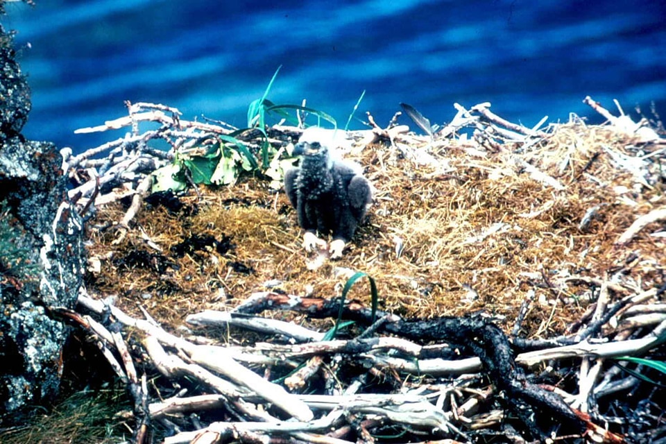 Bald Eagle bird chick