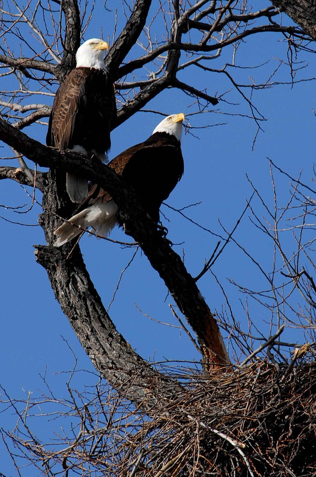 Adult nest 