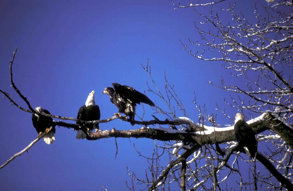 Bald Eagle eagle fledgling