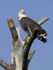 American bald eagle domestic photo
