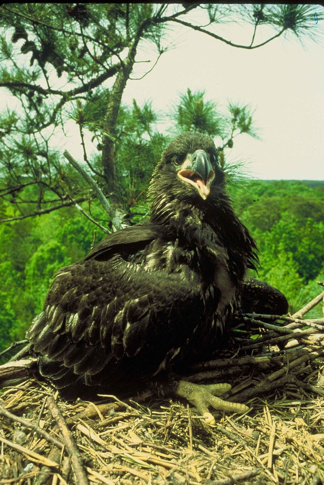 Bald Eagle chick close