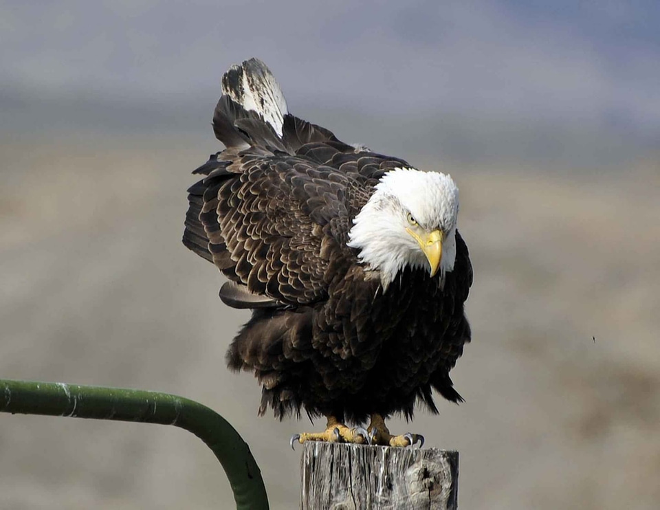 Bald Eagle close eagle