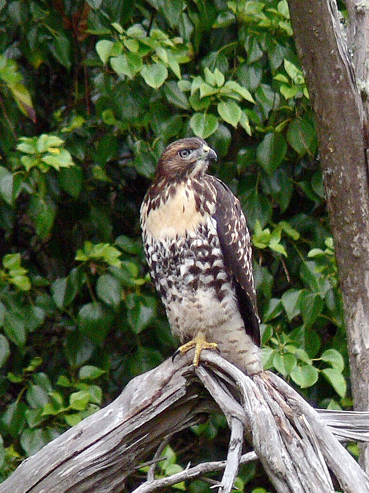 Falcon red photo