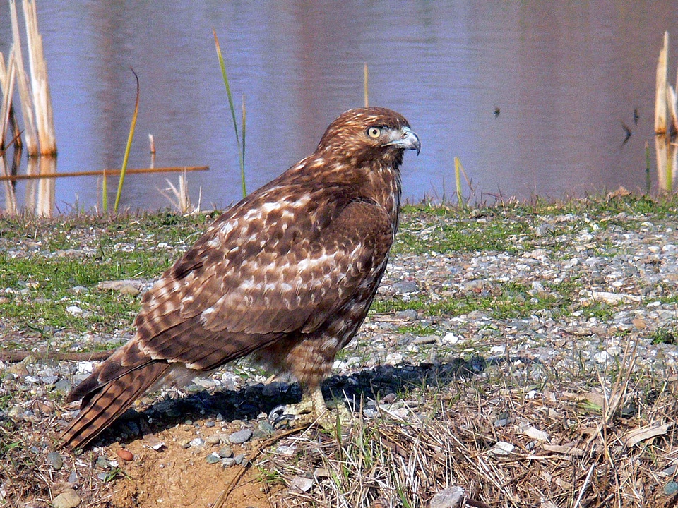 Background falcon red