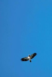 Blue blue sky eagle