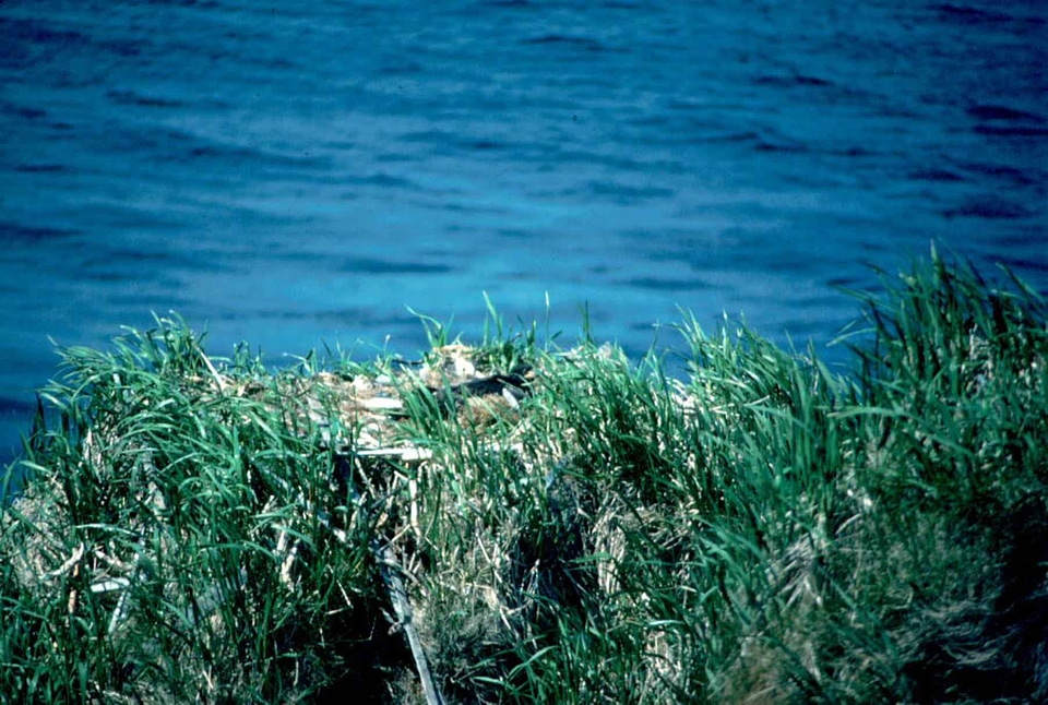 Eagle grass plants lake