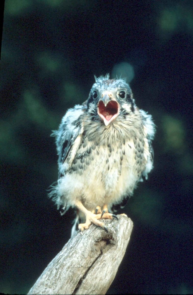 American kestrel teenage