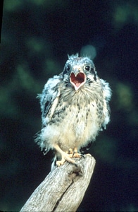 American kestrel teenage