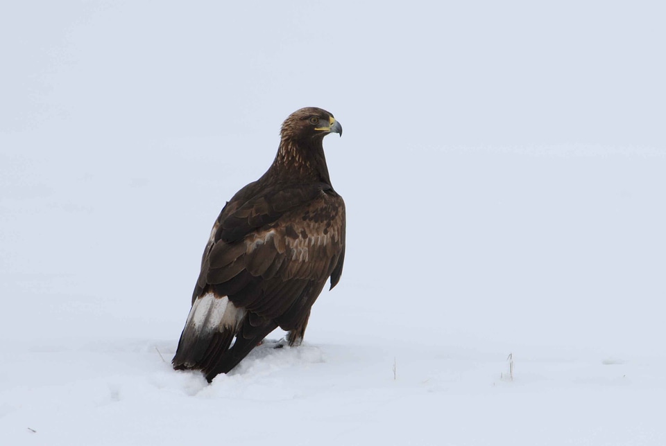 Bird eagle 