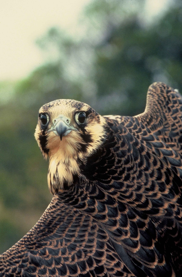 Bird chief face