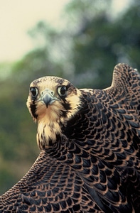 Bird chief face photo