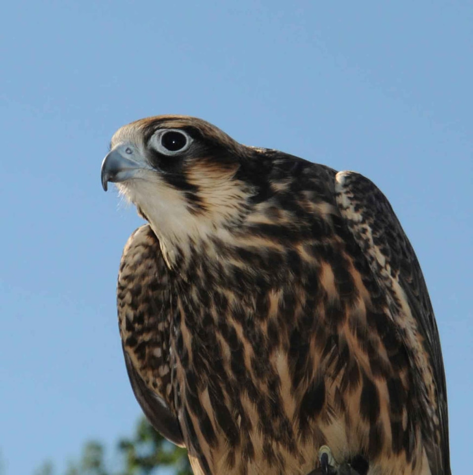 Bird Falco peregrinus falcon