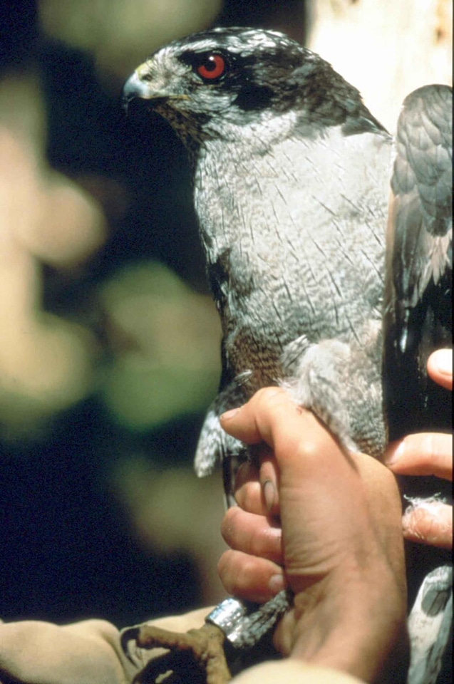 Bird close close-up