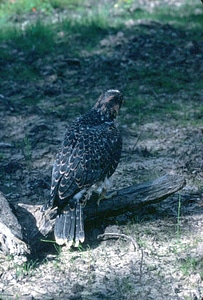 Bird Falco peregrinus falcon