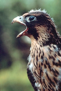Bird duck Falco peregrinus