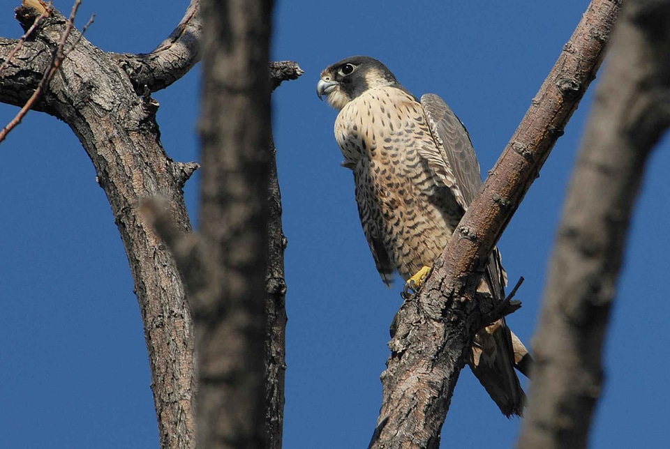 Bird Falco peregrinus falcon