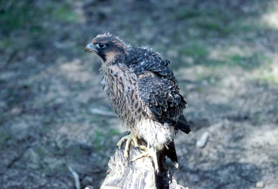 Chick Falco peregrinus falcon