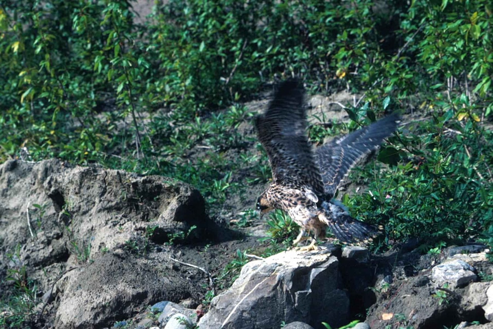 Falco Peregrinus falcon rocks photo