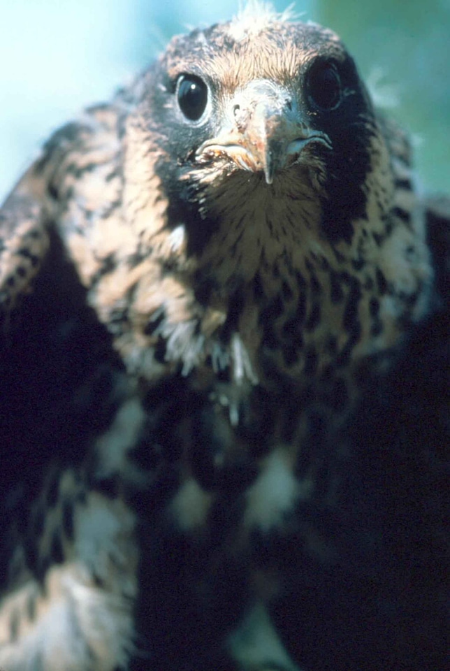 Bird Falco peregrinus falcon