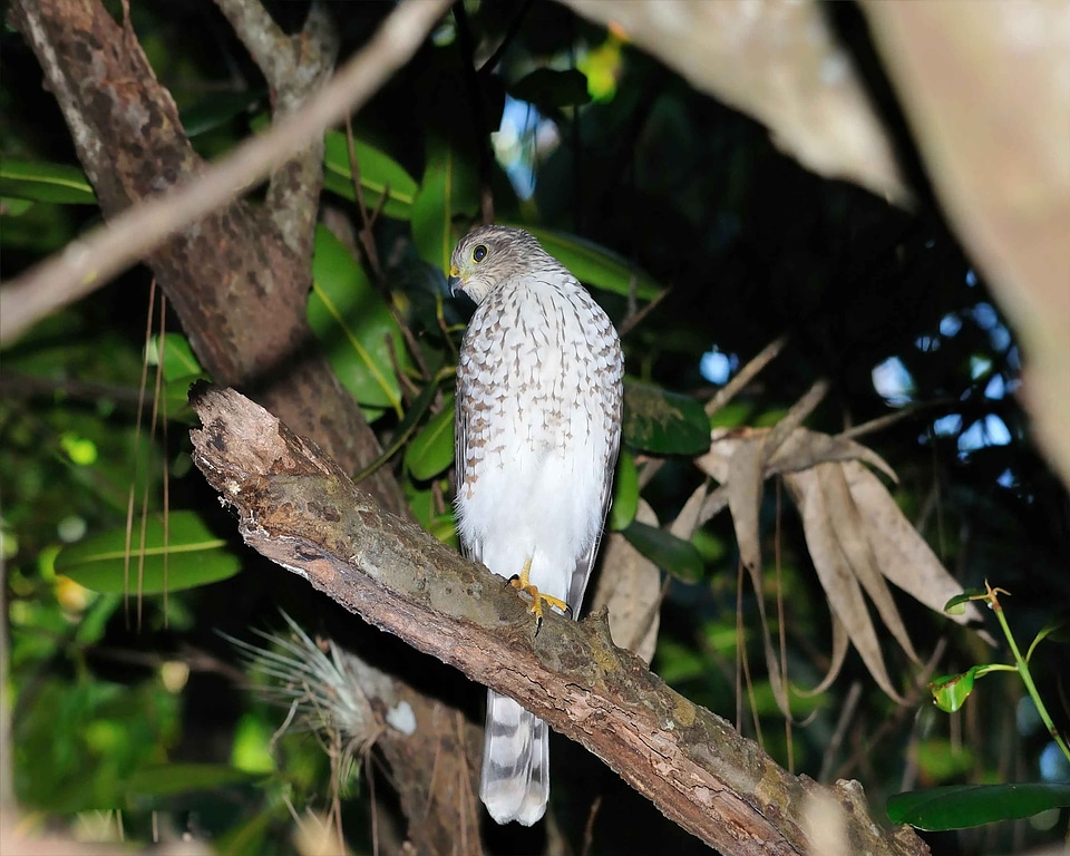 Bird sharp 