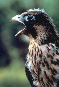 Bird chief Falco peregrinus