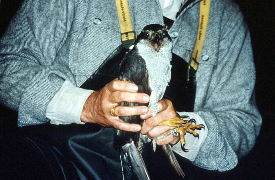 Accipiter Gentilis charlotte queen