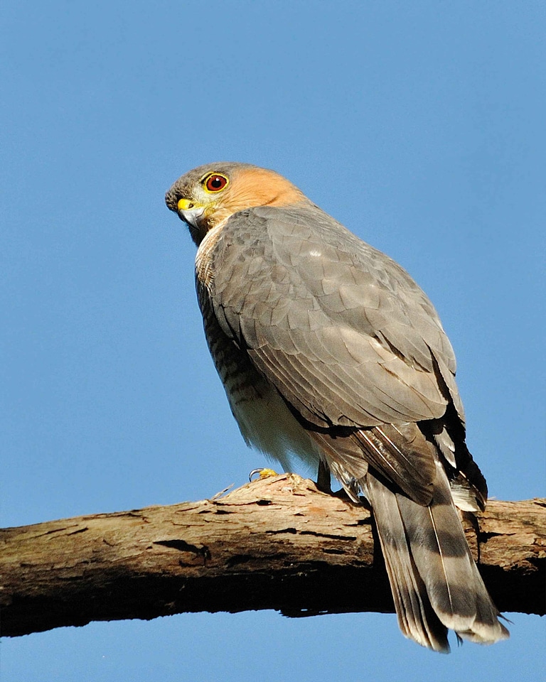 Bird bouquet falcon