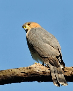 Bird bouquet falcon
