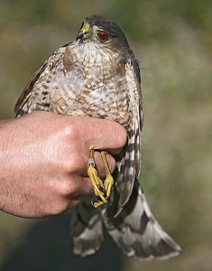 Bird falcon sharp photo