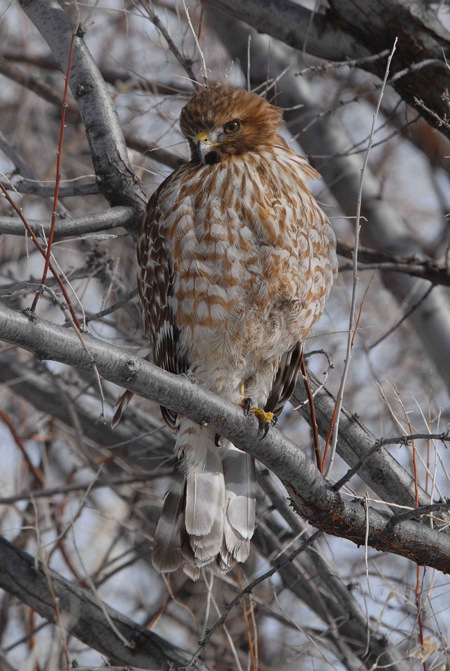 Bouquet falcon juvenile