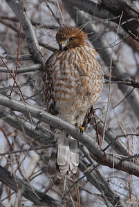 Bouquet falcon juvenile