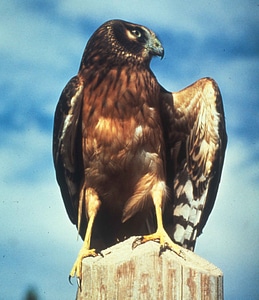 Bird circus falcon photo