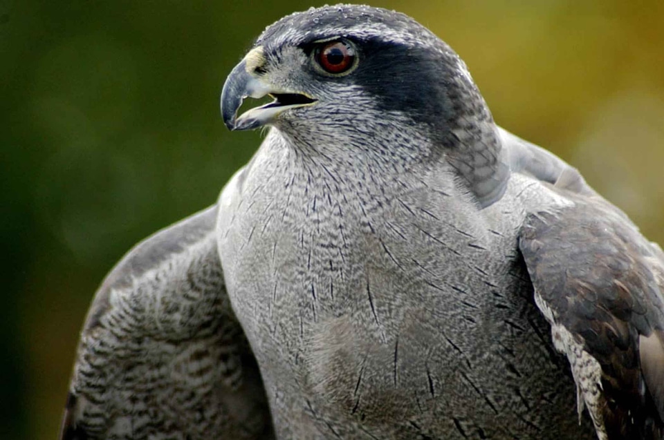 Accipiter Gentilis bird 