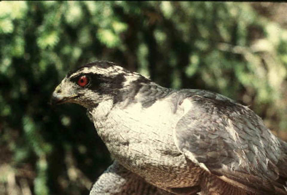 Accipiter Gentilis adult bird
