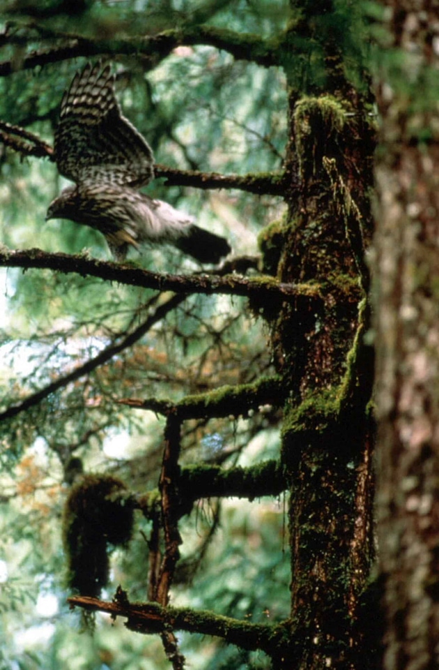Accipiter Gentilis bird forest